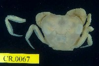 藏品(澤蟹屬)的圖片